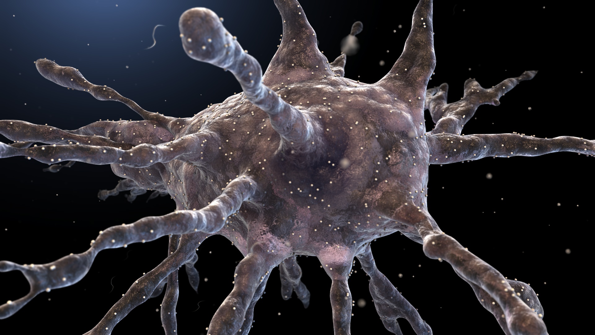 A dendritic cell showing its branching projections
